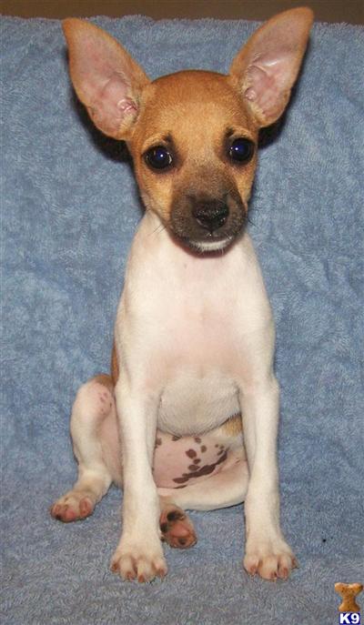 Rat Terrier Puppies for Sale