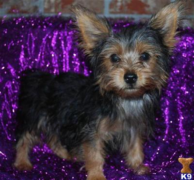 Yorkshire Terrier Puppies for Sale