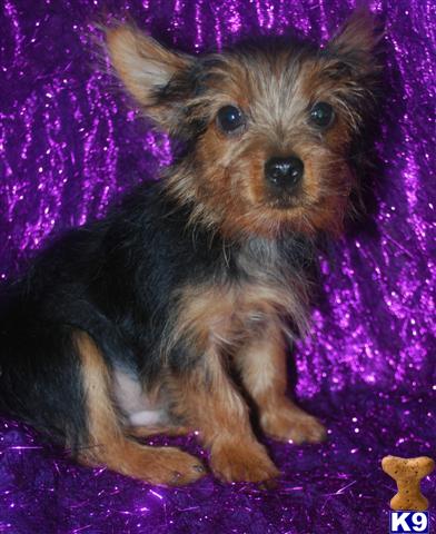 Yorkshire Terrier Puppies for Sale