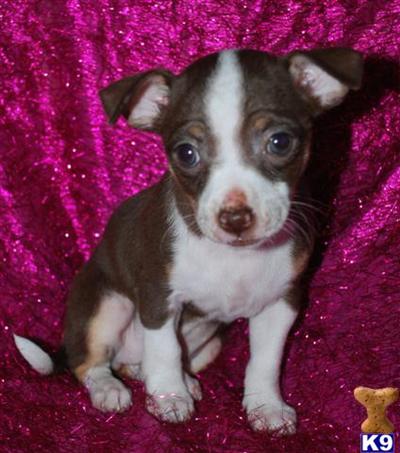 Chihuahua Puppies for Sale