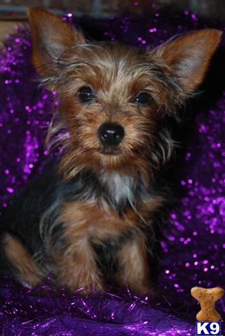 Yorkshire Terrier Puppies for Sale