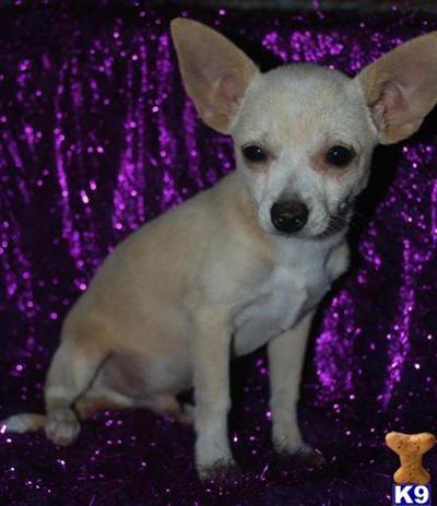 Chihuahua Puppies for Sale