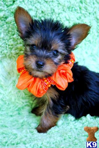 Puppies for Sale