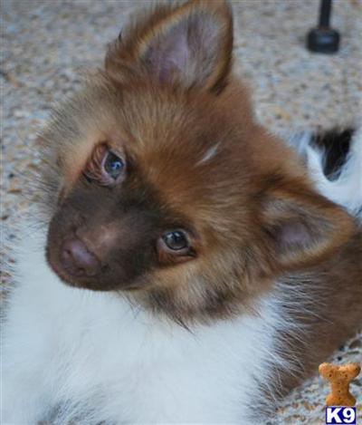 Puppies for Sale
