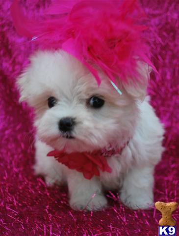 Puppies for Sale