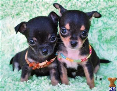 Puppies for Sale