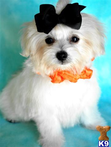 Puppies for Sale