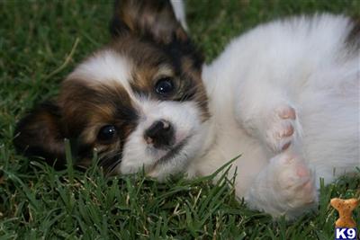 Puppies in AZ