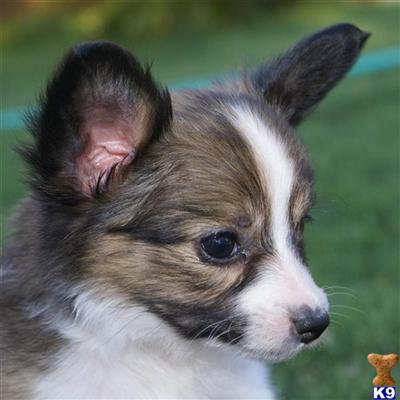 Puppies in AZ