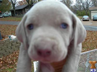 Weimaraner Puppies for Sale