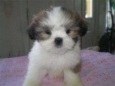 Lhasa Apso Puppies for Sale