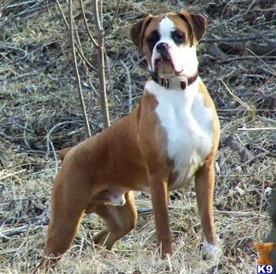 Stud Dogs in IA