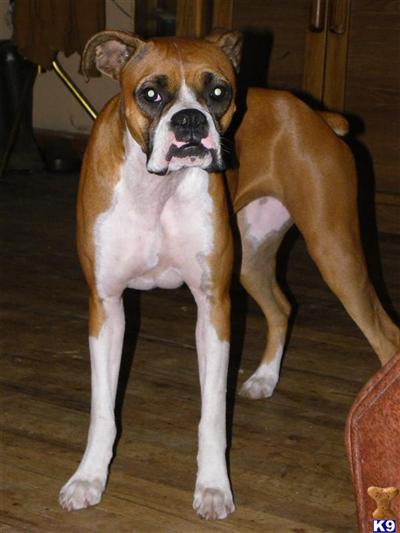 Dogs - Boxer
