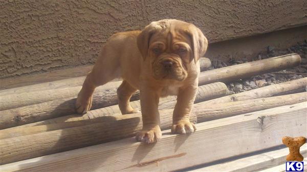 Dogue+de+bordeaux+breeders+ny