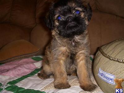Brussels Griffon Puppies for Sale