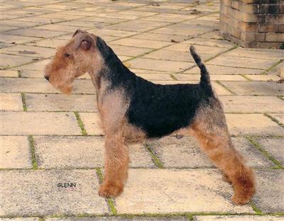 Welsh Terrier Puppies for Sale
