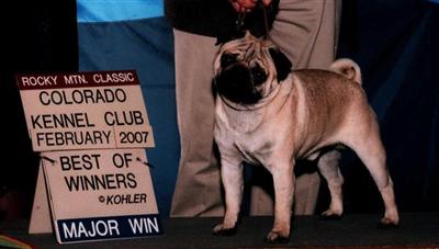 Stud Dogs - Pug