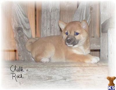 Shiba Inu Puppies for Sale