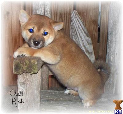 Shiba Inu Puppies for Sale