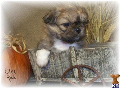 Pekingese Puppies for Sale