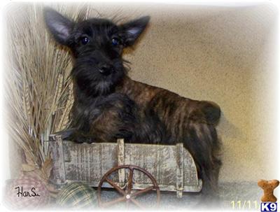 Scottish Terrier Puppies for Sale
