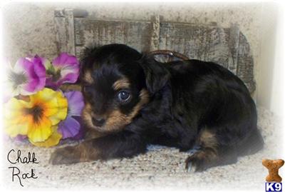 Puppies in NE