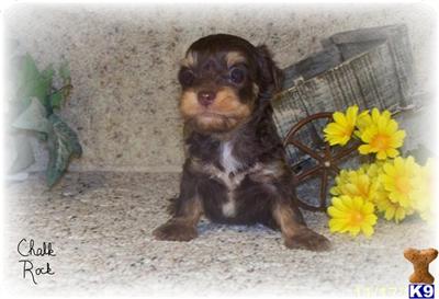 Puppies in NE