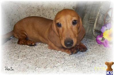 Dachshund Puppies for Sale