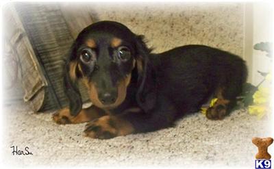 Dachshund Puppies for Sale