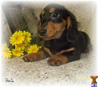 Dachshund Puppies for Sale