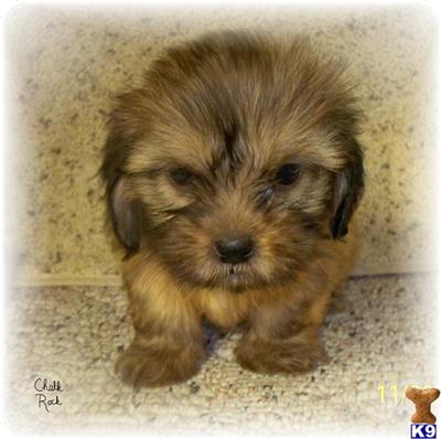 Puppies in NE