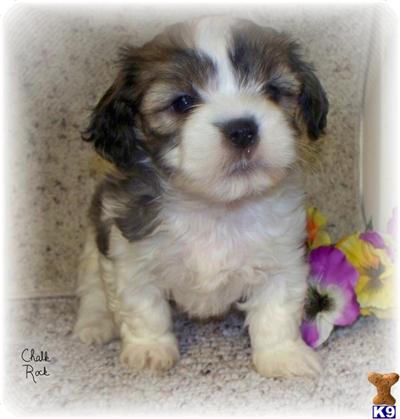 Puppies in NE