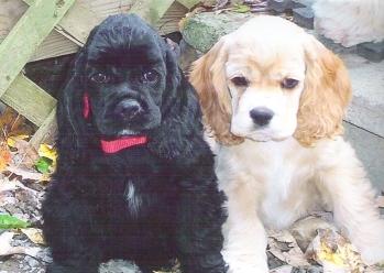 Cocker Spaniel Puppies for Sale