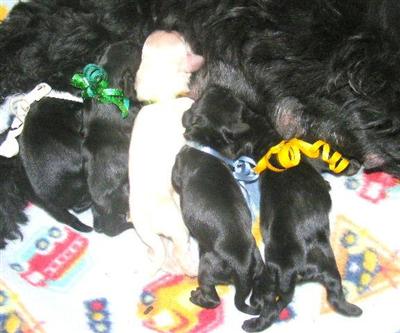 American Cocker Spaniel Puppies for Sale