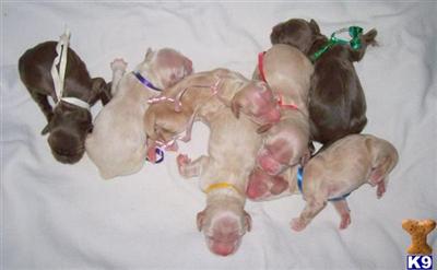 American Cocker Spaniel Puppies for Sale