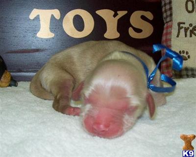 Puppies in PA