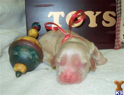 Puppies in PA
