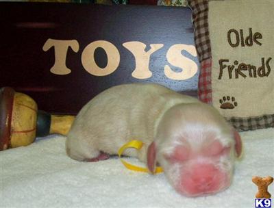 Puppies in PA
