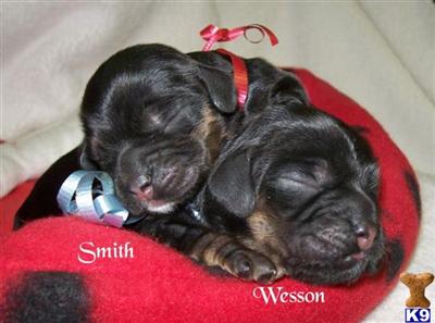Cocker Spaniel Puppies for Sale
