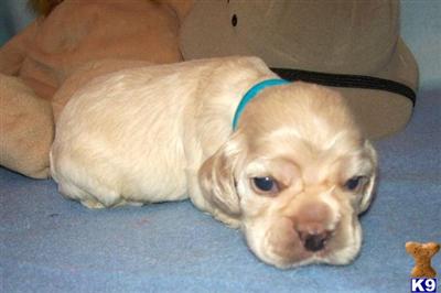 Cocker Spaniel Puppies for Sale