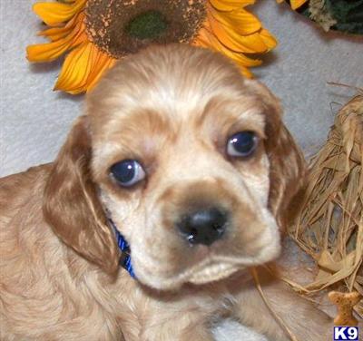 Cocker Spaniel Puppies for Sale