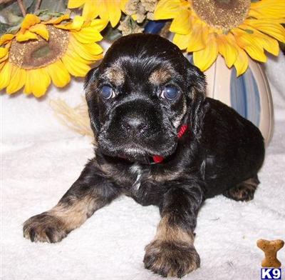 Cocker Spaniel Puppies for Sale