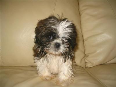 Puppies in NJ