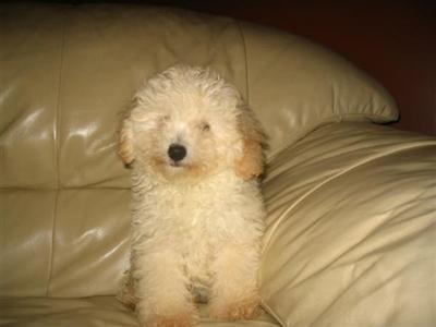 Puppies in NJ