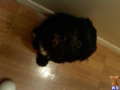 Cockapoos Puppies for Sale