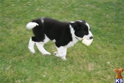 Border Collie Puppies for Sale