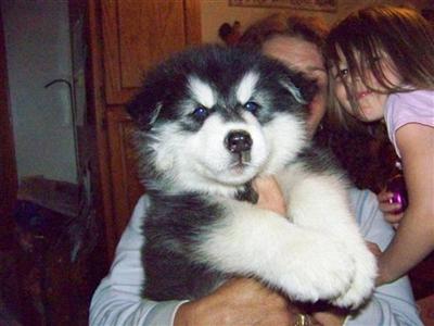 Alaskan Malamute Puppies for Sale
