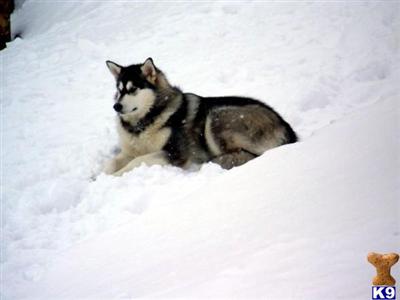 Alaskan Malamute Puppies for Sale