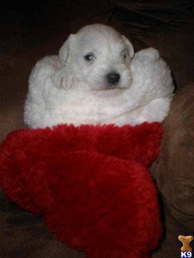 Puppies in CA