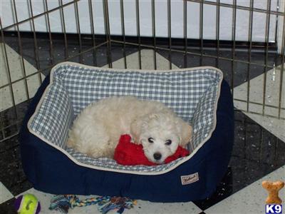 Schnoodle Puppies for Sale